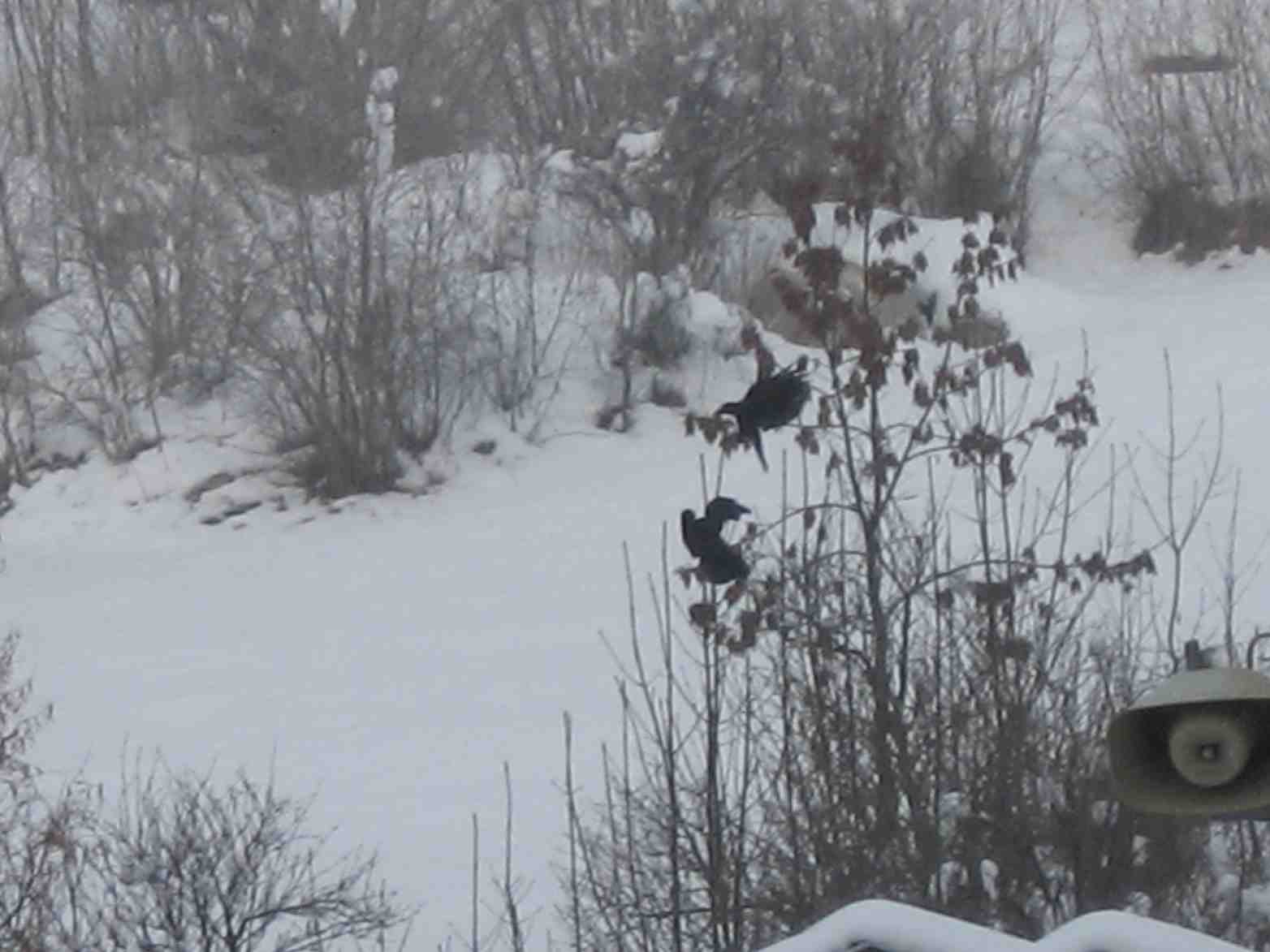 corvidi dell''anterselva